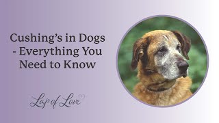 Cushings in Dogs  Everything You Need to Know [upl. by Publus]