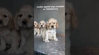 top quality cocker spaniel puppies are available m7009684310 [upl. by Hallagan]