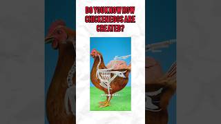 Fo you know how chicken eggs are created shorts youtubeshorts education [upl. by Dnomyad802]