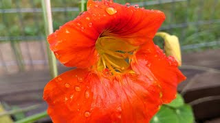 Why I grow nasturtiums in my garden autumngarden youtube gardening [upl. by Oos]