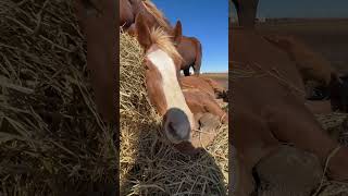 Retired Belgian Draft horse living his best life napping in the hay shorts horse [upl. by Anizor]