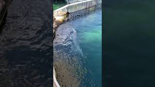 Sea Life Park  Swimming Dolphins  Oahu Hawaii [upl. by Adok]