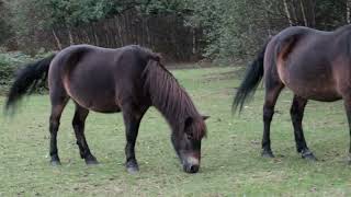 Ponies in Sutton Park [upl. by Bahe]