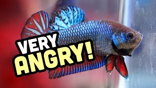 Why do betta fish fight  Why are bettas aggressive [upl. by Airret]