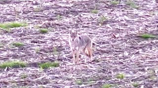 Springtime Coyote Killin  Double Down Loud bullet quotthwapsquot [upl. by Seth]