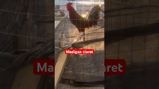 Madigan Claret Rooster [upl. by Nosniv785]