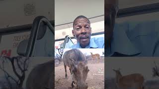 The best Kasongo remix Mr v16 short video kasongo warthogs shorts kasongo song [upl. by Ayres]