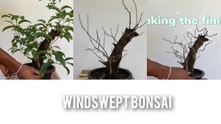 Bonsai windswept first step🌲👌 [upl. by Lund]