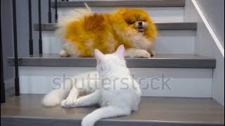 Pomeranian Spitz dog with white cat play on the stairs Playful pets at home [upl. by Ardnaxila]