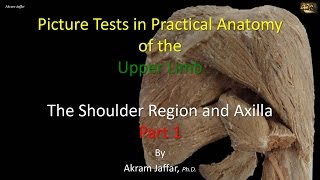 Picture tests in upper limb anatomy shoulder region and axilla 1 [upl. by Hsitirb]