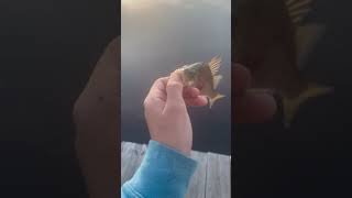 Nice silver perch release [upl. by Varin]