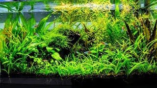 How To Aquascape A Low Tech Planted Aquarium part 3 [upl. by Joanna704]