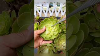 How to Propagate Succulents garden [upl. by Garvy]