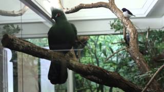 Guinea turaco  Groene toerako ZOO Antwerpen [upl. by Eneleahcim]