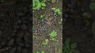 Spotted Lanternfly Alert Report this invasive species immediately stopthem invasivespecies ohio [upl. by Ametaf]