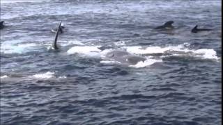 Overwhelming mating scene of Sperm whales end April 2013  Pottwalpaarung [upl. by Shane751]