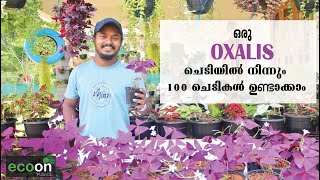 Oxalis Triangularis  Purple Shamrock  Butterfly plant  Sunlight  Propagation  ECOON PLANTS [upl. by Nair22]