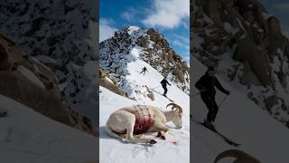 Kind Skier Rescues Seriously Injured Horned Sheep [upl. by Atsylak720]