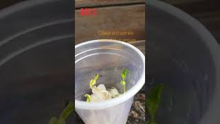 Seed Germination Experiment [upl. by Ahtnamas]