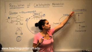 Regulation of Carbohydrate Metabolism [upl. by Templia622]