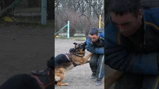 💪Powerful German Shepherd attacks an intruder GUARDODESSA Service dog training Odessa Ukraine [upl. by Oribel982]