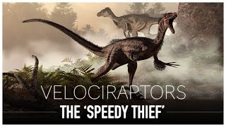 The Great Velociraptor The Turkey Sized Speedy Thief  Dinosaur Documentary [upl. by Sair148]