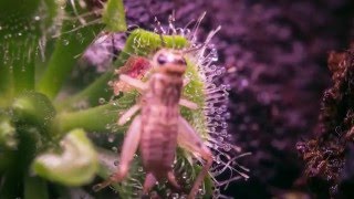 Drosera timelapse 2 [upl. by Eirrej]