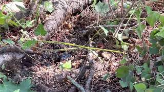 Ground Hornet Nests How Arborists Kill Wasps Fast [upl. by Gasser]