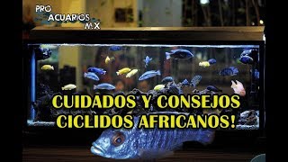 CUIDADOS Y CONSEJOS CICLIDOS AFRICANOS PRO ACUARIOS MX [upl. by Aknaib]