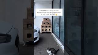 Çok güzel bir fikir kedi mahallesi 😻 cat kedi catlovers catlover 🎥zubeydealmutlu [upl. by Jemma]