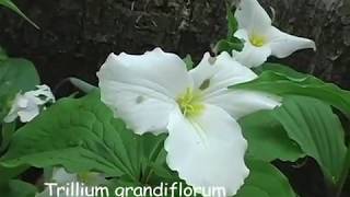 DIY Herbs Trillium Bethroot [upl. by Arahsit]