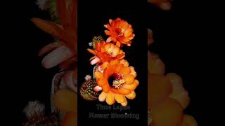 Natures Patience Timelapse of a Cactus Flower flowers blooming cactus cactusflower shorts [upl. by Lorre]