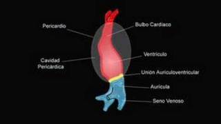 Embriologia del Corazon Formación del asa cardíaca [upl. by Ynej]