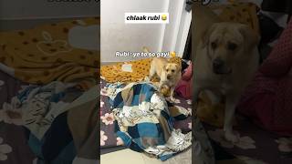 Chlaak rubi😍  labra rubi  youtubeshorts shorts labrador dog funny cute memes viralvideo [upl. by Selij702]