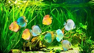 How to Set Up a Saltwater Fish Tank  Aquarium Care [upl. by Gussi]