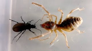 Жужелица vs Сольпуга Ground Beetle vs Camel Spider [upl. by Aner56]