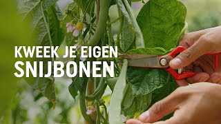 Snijbonen zaaien kweken en oogsten  DIY video  Pokon Groen doet je goed [upl. by Dwan]