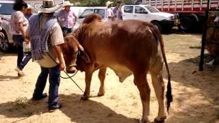 Feria Ganadera en Yopal Casanare [upl. by Ralph]