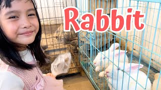 RABBIT  NEW BEST KID SONG  NURSERY RHYMES [upl. by Nahtnanhoj]