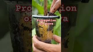 Propagation of guava gardening agriculturefarming shortsfeed viralshort ytshortsvi vegetables [upl. by Isa23]