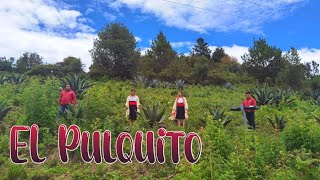 El Único Mixteco  El Pulquito VIDEO OFICIAL [upl. by Herm52]