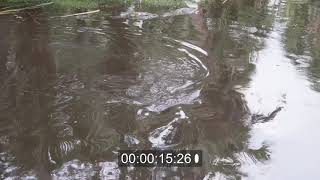 Josie the Bairds Tapir Goes for a Swim [upl. by Raseac]