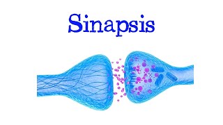 🧠 ¿Qué es Sinapsis 🧠 Tipos Química y Eléctrica ⚡️ Fácil y Rápido  BIOLOGÍA [upl. by Assilen874]