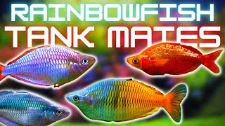 Rainbowfish Tank Mates 5 Fish You Can Keep With Rainbowfish [upl. by Means710]