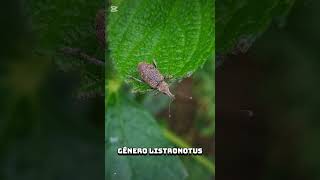 Gorgojos Y PicudosFamilia CurculionidaeTribu Listroderinigénero ListronotusCaldas AntioquiaColombia [upl. by Tabbie]