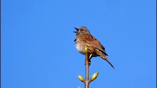 Singing Dunnock [upl. by Quartis]