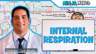 Respiratory  Internal Respiration [upl. by Recnal]