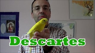 DESCARTES Y ALGÚN PÁJARO [upl. by Ivie]