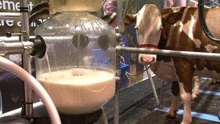 Le concours de la traite des vaches au Salon de lagriculture [upl. by Er]