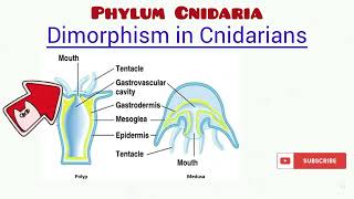 Phylum Cnidaria updated [upl. by Ardiedak673]